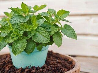 mint growing in a pot