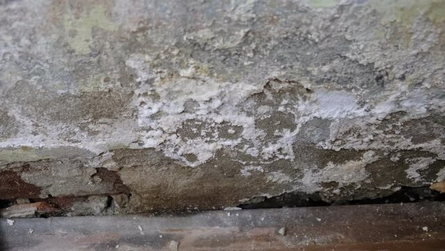 Mold, mould, mildew or fungus on the wall in an interior room.