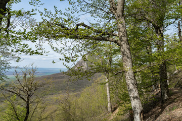 mountain forest