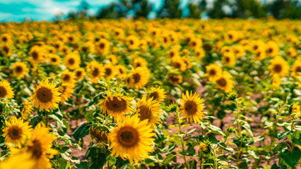 Fototapeta premium Plantação Girassóis Flores Campo Agricultura Rural Natureza Beleza Amarelo Verão Colheita Cultivo Paisagem Fazenda Agricultor Sol Sementes Girassol Cultivar Primavera Colheita Alimentação