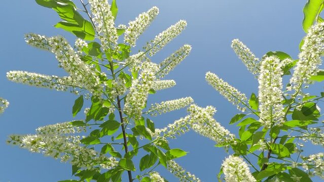 Close-up of white flowers of a blooming Bird Cherry tree against the blue sky on a bright sunny day