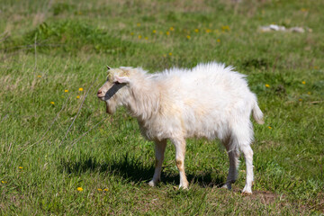 White goat on a meadow