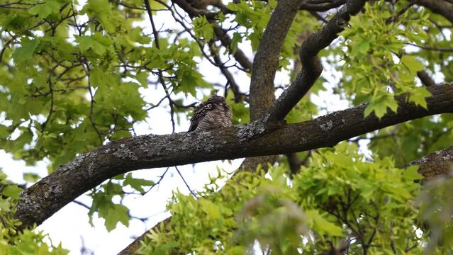 Common nighthawk roosting quietly on maple tree, its feathers moving slightly in the breeze near dusk