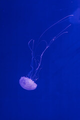 underwater photos of jellyfish chrysaora quinquecirrha jellyfish the atlantic sea nettle