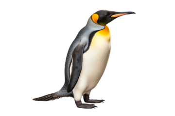 King penguin isolated on transparent background
