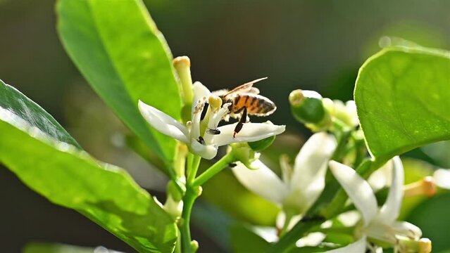 Close-up of a bee collecting pollen from white orange blossoms in spring. Biological agriculture. Environmental protection and biodiversity. Footage.