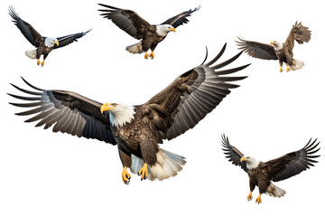 Soar through the sky with the majestic bald eagle! This stunning photo captures the beauty and power of America's national bird