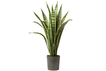 The image shows a snake plant in a pot. The snake plant is a popular houseplant because it is easy to care for and is known for its air-purifying qualities.