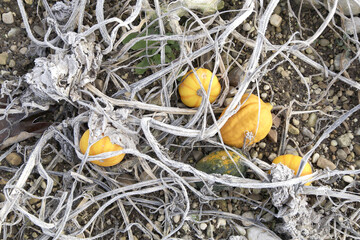 detail of small dried pumpkins at the field