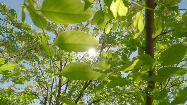 Movement down between flowers and leaves of a flowering tree of False Acacia or Black Locust (Robinia pseudoacacia) on a bright spring day on a sunlit background, Back lit (Contre-jour)