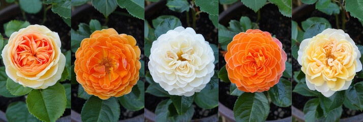 A row of orange and white roses lined up neatly in a garden, showcasing the vibrant colors and delicate petals of the flowers