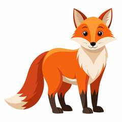 Red fox, swift and carnivorous, depicted in art on a white background