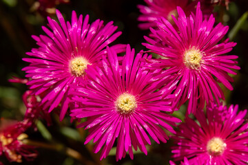 Close up of the beautiful bright pink flowers of the succulent Creeping Redflush or Rosy Dewplant, scientific name Lampranthus multiradiatus, Rayito de sol in Israel.
