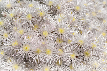 Obraz premium Close up of the beautiful white flowers of the succulent plant Creeping Redflush or Rosy Dewplant, scientific name Lampranthus multiradiatus, Rayito de sol in Israel. 