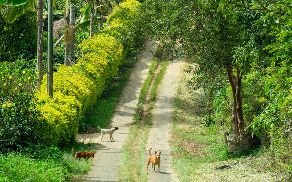 Three wild dogs on a path, in a Colombian landscape, in the rural area of Jerico, Jeric&oacute;, Antioquia, Colombia.