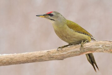 Greyheaded woodpecker Picus canus bird songbird wildlife nature predator cock o the north,...