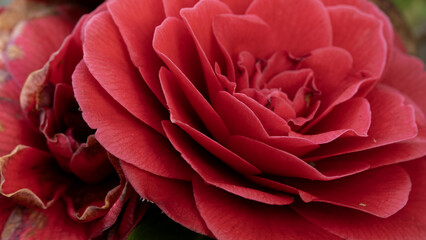 Petali di camelia rossa