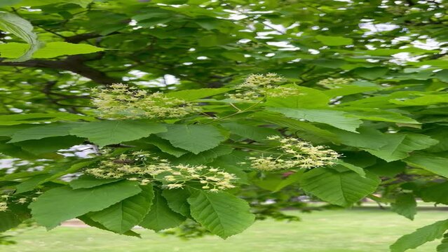 The bee pollinates the flowering tree tatar maple (Acer tataricum)