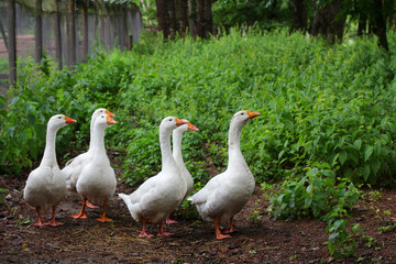 geese on the range. pets, rural life, farming and rural lifestyle.