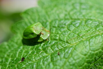 Schildkäfer, Cassidinae, bei der Paarung, grüne Käfer auf grünem Blatt in der Natur im Garten