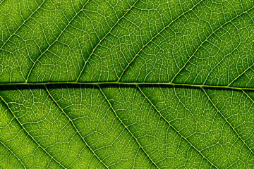 La venatura di una foglia di ciliegio, macro