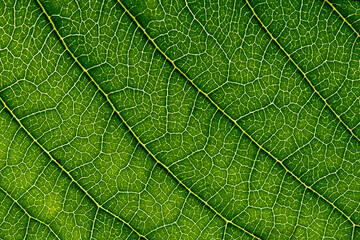 La venatura di una foglia di ciliegio, macro