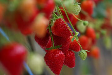 Culture de fraises hors sol dans une exploitation maraich&egrave;re 