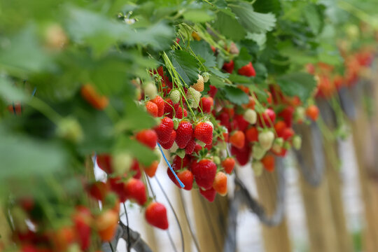 Culture de fraises hors sol dans une exploitation maraich&egrave;re 