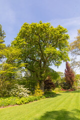 Quercus Robur the common oak tree