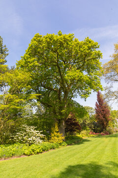 Quercus Robur the common oak tree