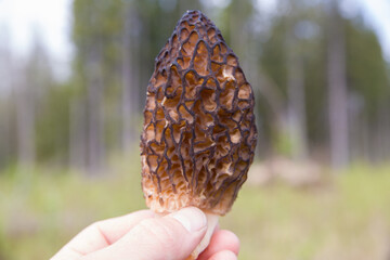 Spring morel mushroom in a man's hand.