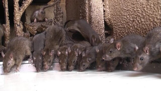 Ratten trinken aus Milchsch&uuml;ssel im Karni Mata-Rattentempel (Indien)
