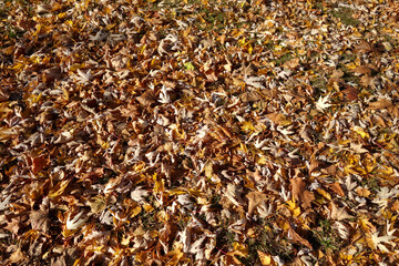 Fallen orange dry leaves on grass in park.