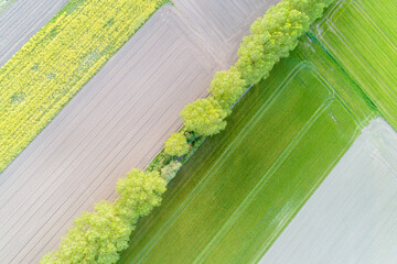 overhead aerial drone view of agricultural fields and trees