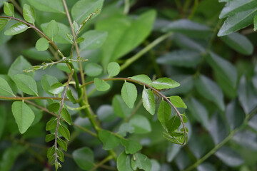 High angle view of fresh curry leaves with a striped lynx spider hiding underside