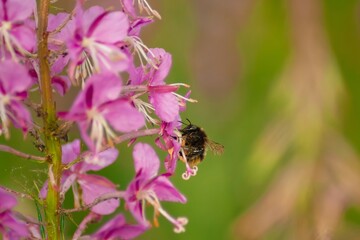 A close-up image of a honey bee collecting nectar from a vibrant pink fireweed flower. The intricate details of the insect and blossom are highlighted against a lush green backdrop.
