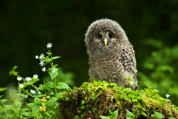 Ural owl Strix uralensis bird young northern long-eared owl feather dusty fluff wild nature lesser horned cat, beautiful animal, lovely animal, bird watching ornithology, fauna wildlife sweet Europe