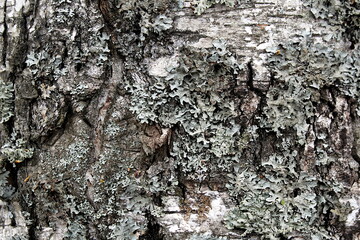 Texture, birch tree bark affected by fungus.	
