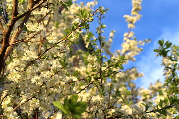 The apple tree flowers bloomed under the evening sunlight.	