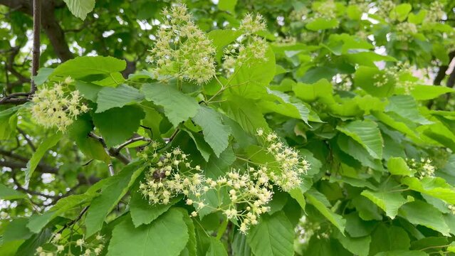 The bee pollinates the flowering tree tatar maple (Acer tataricum)