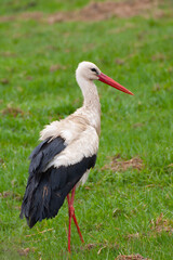 The stork on the spring meadow is looking for food