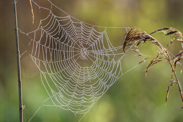 A cobweb between the grasses covered with morning dew