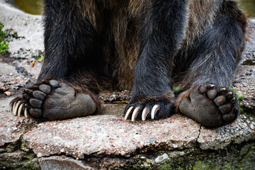 paws of a brown bear with claws close