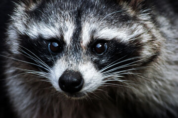 close up muzzle of a surprised raccoon