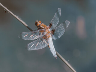 Detailaufnahme einer Libelle (Plattbauch - Libellula depressa), die auf einem geneigten Grashalm sitzt.