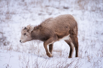 baby bighorn sheep