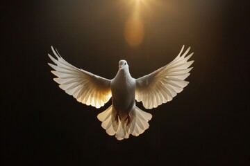 A White Dove With Open Wings Flying On a Black Background With A Warm Light Shining Above It