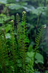 fern in the forest