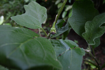 Naklejka premium View of a small, immature eggplant fruit is hanging from the stem of the plant