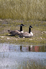 Two geese lying next to each other during the daytime near a residential pond.